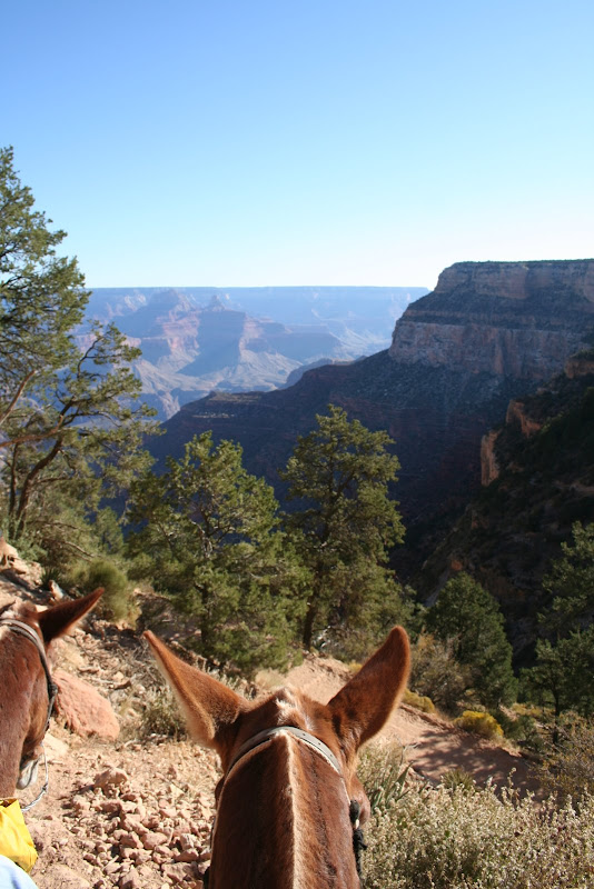 The view from a mule