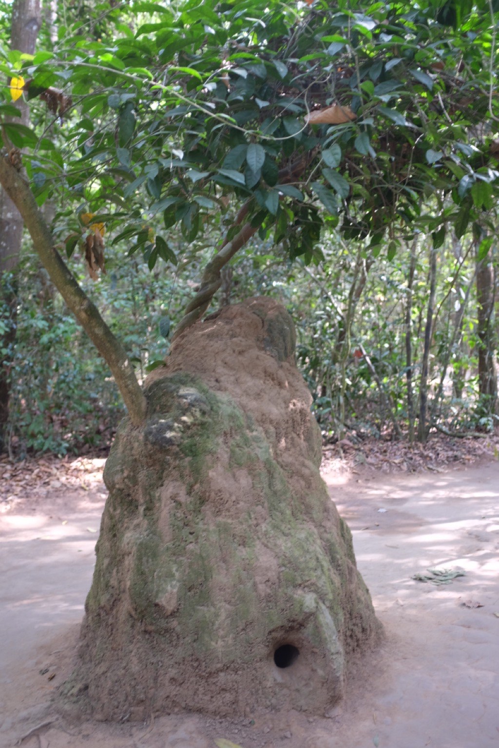 Termite Mound Air Holes