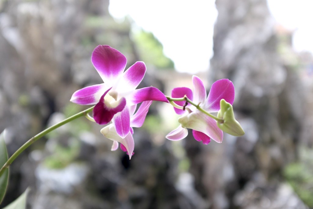 Orchid