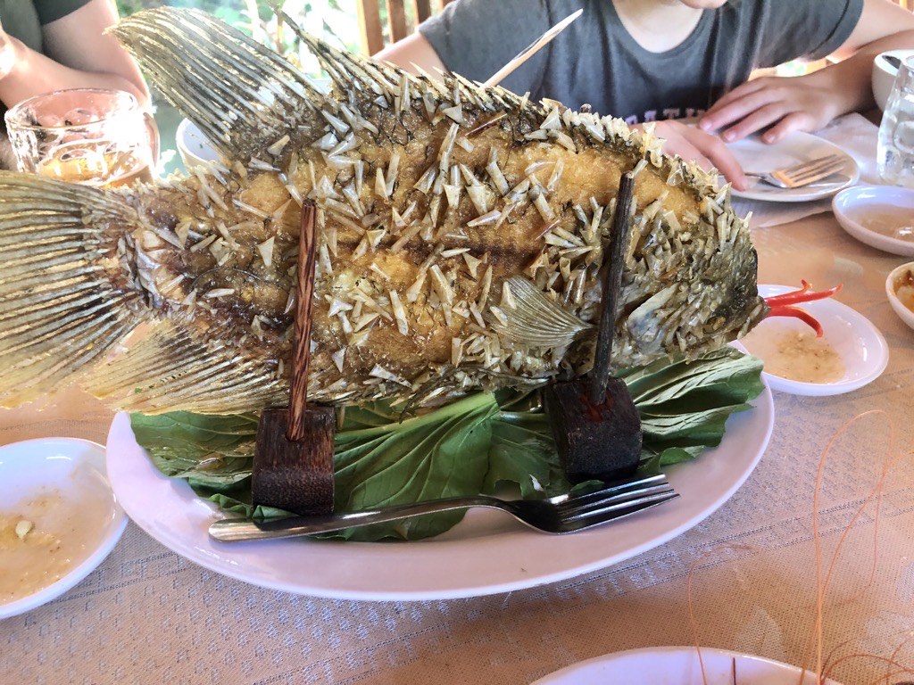 Elephant Ear Fish