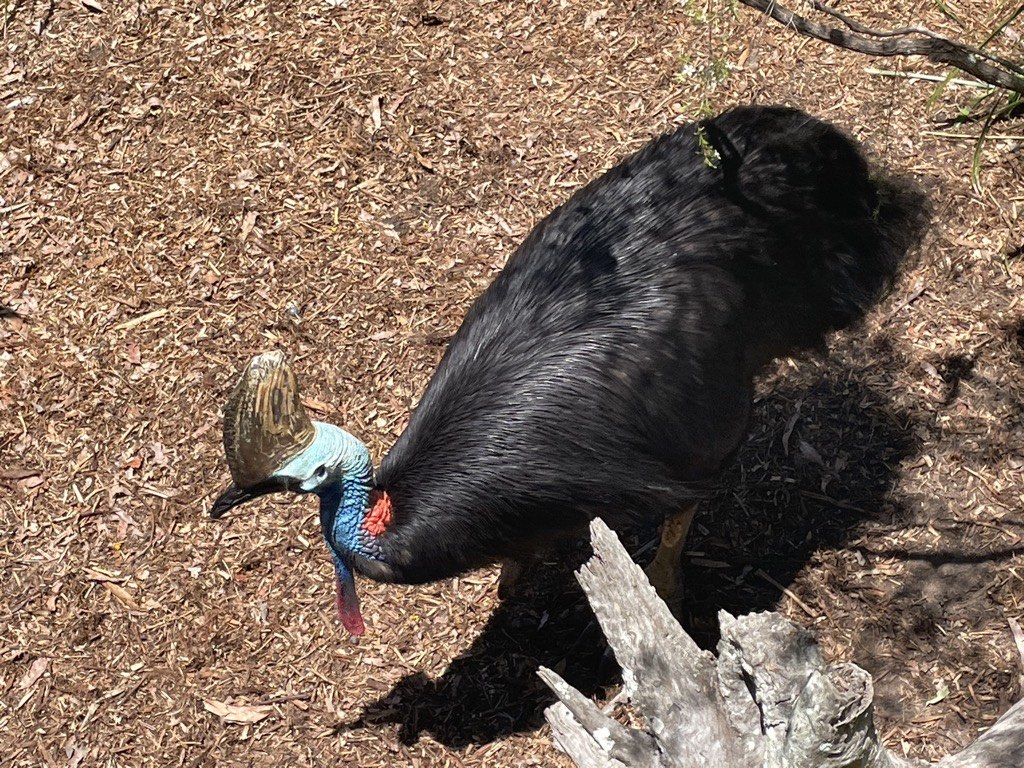 Cassowary