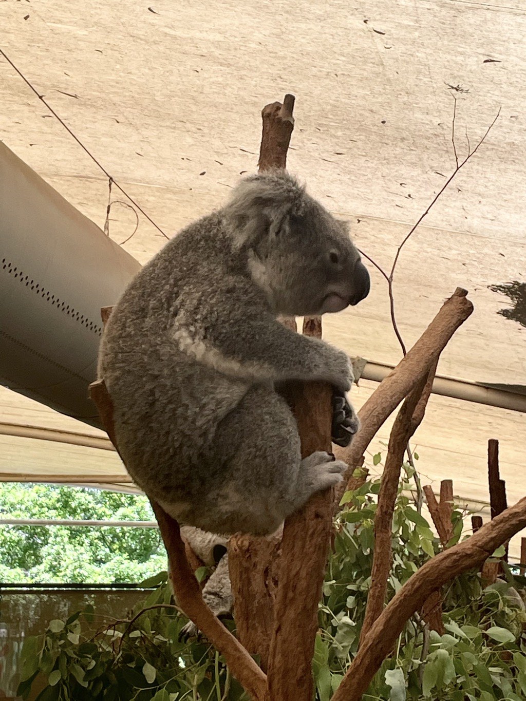 Koala