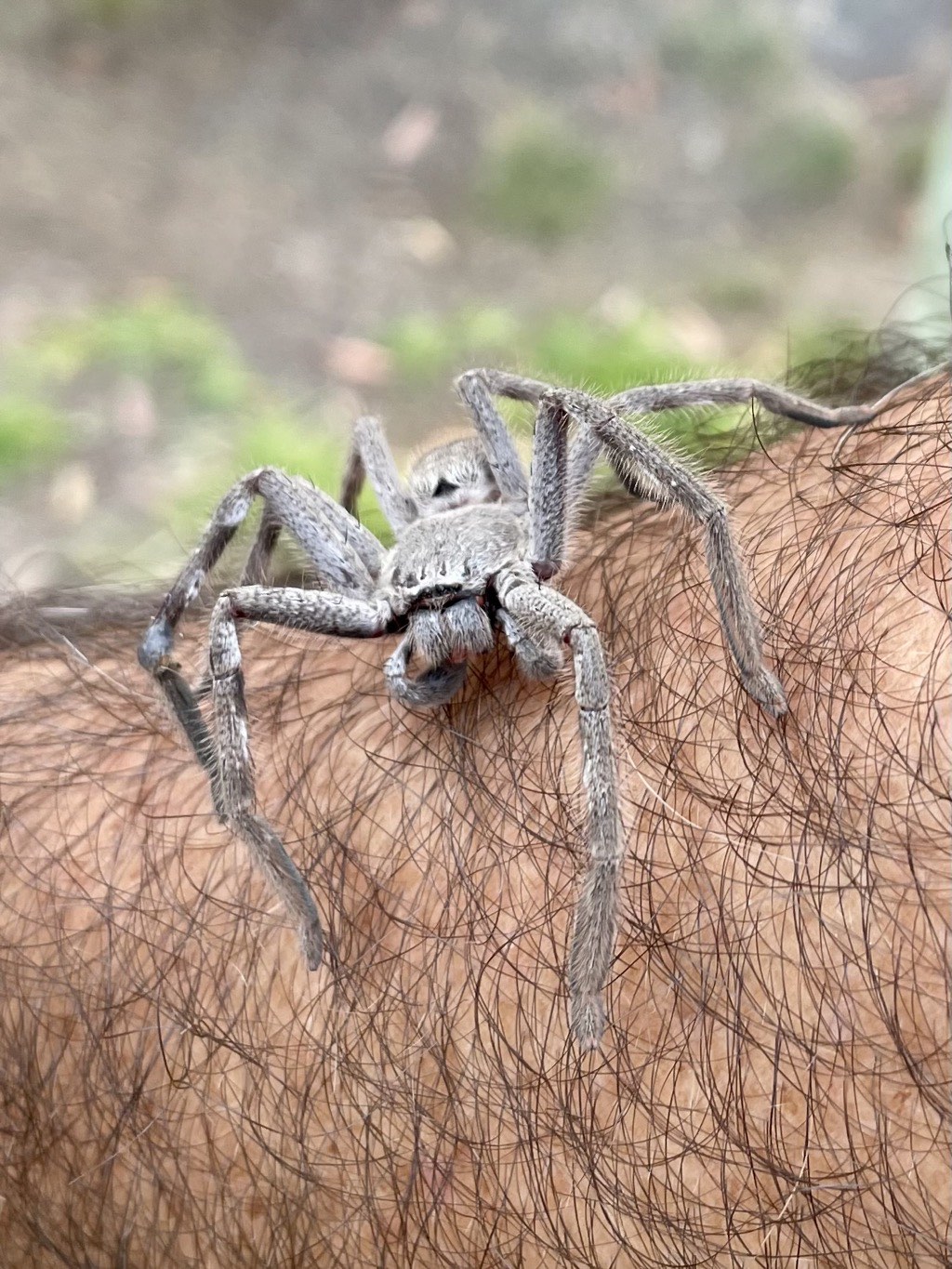 Huntsman