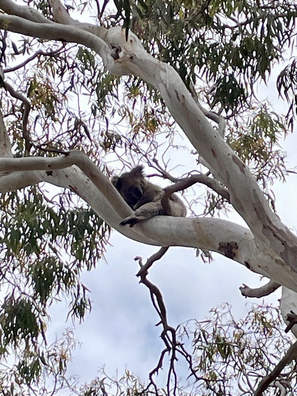 Koala at Mikkira