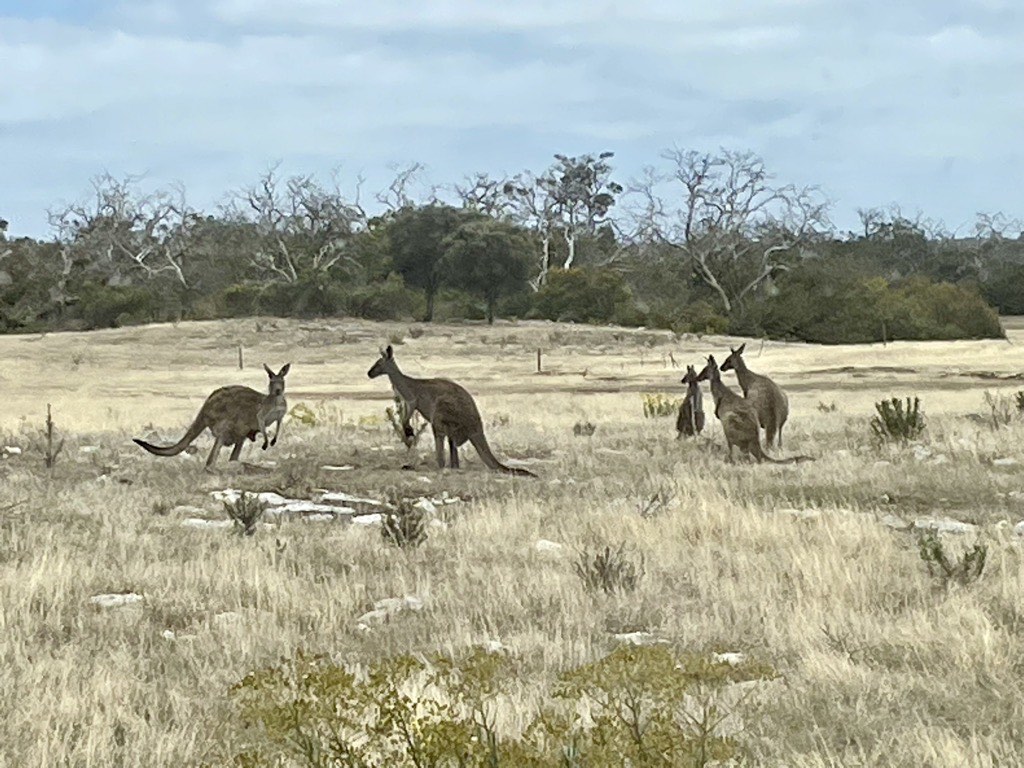 Kangaroo at Mikkira