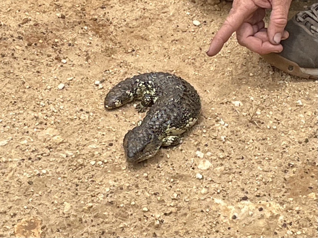 Blue-tongued skink