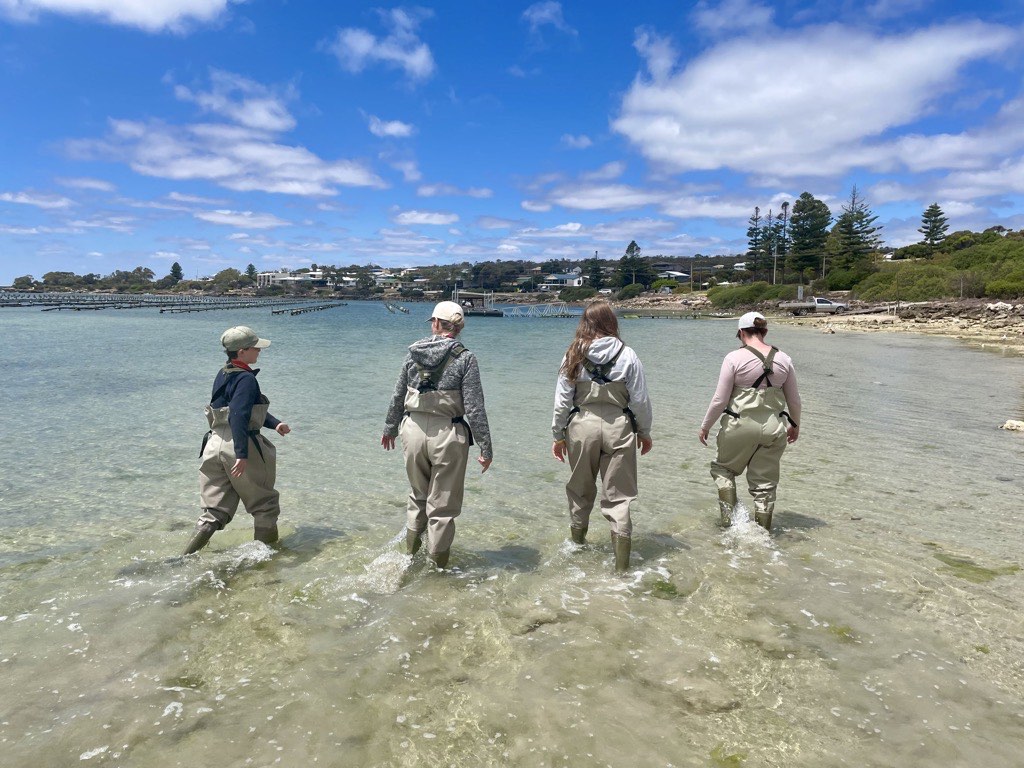 Wading out to the oyster pontoon