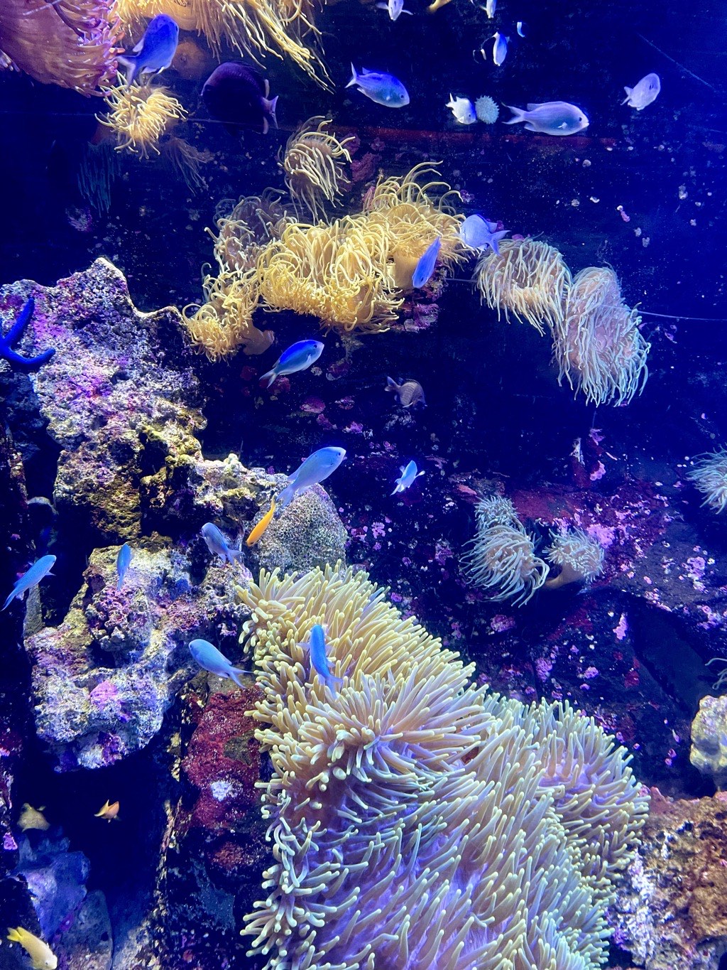 Sydney Aquarium 1