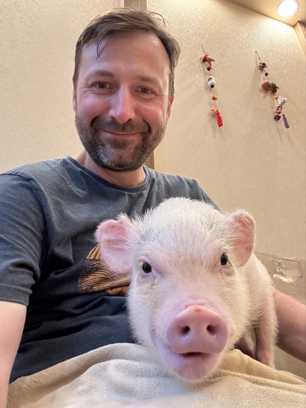 austen micro pig