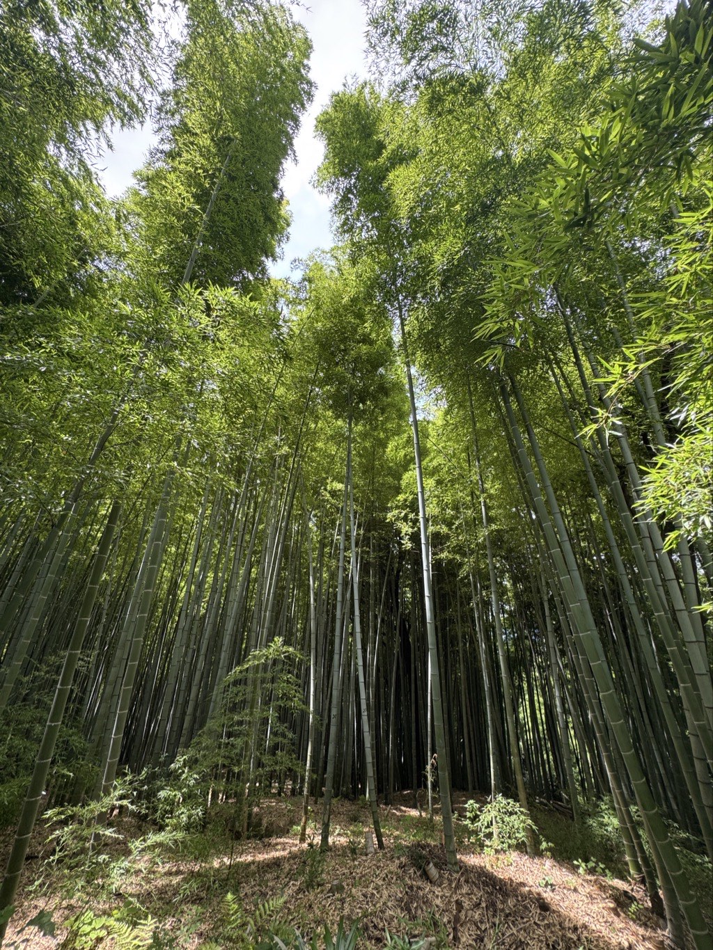 bamboo forest