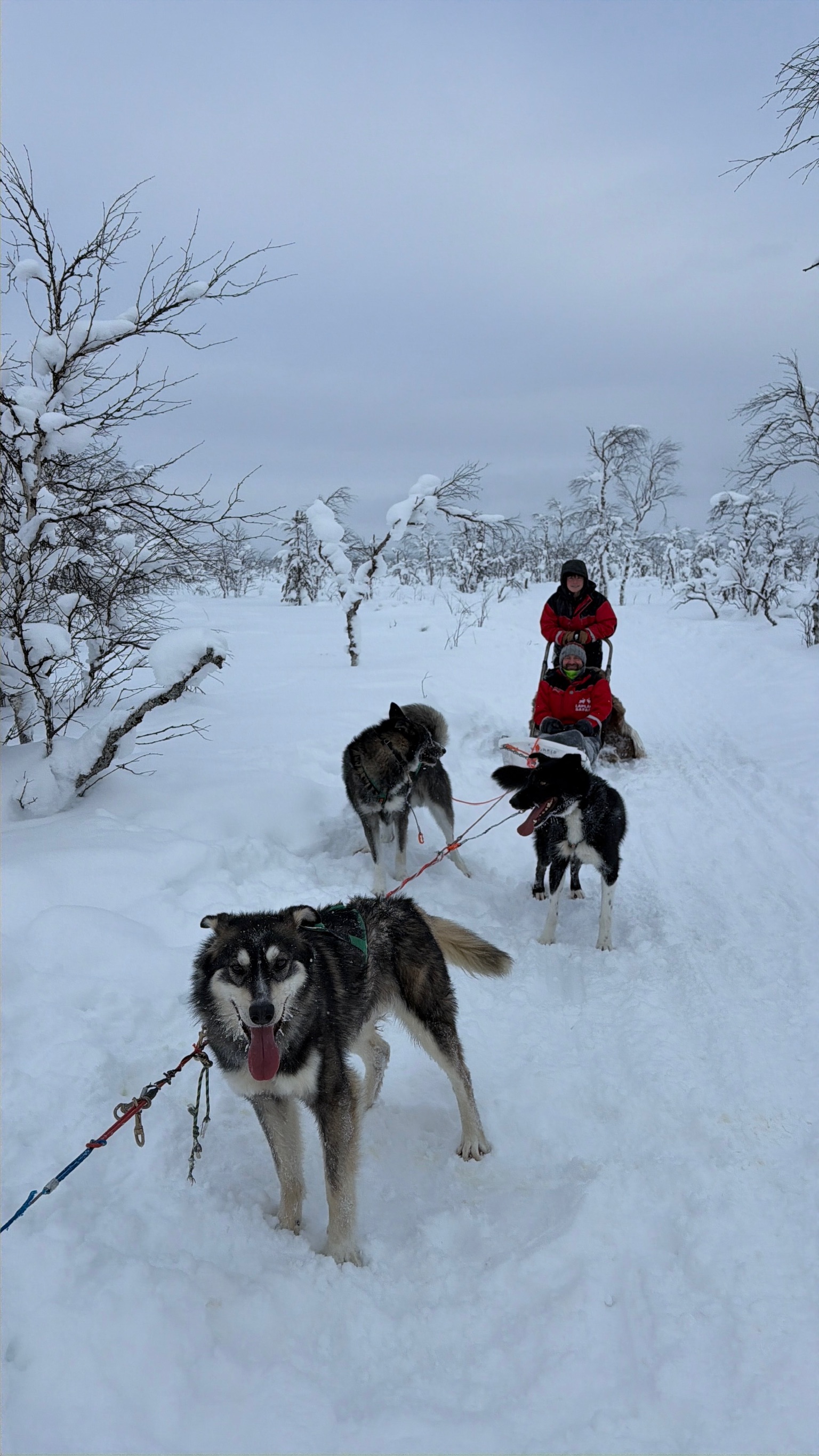 The lead dog giving the camera his full attention