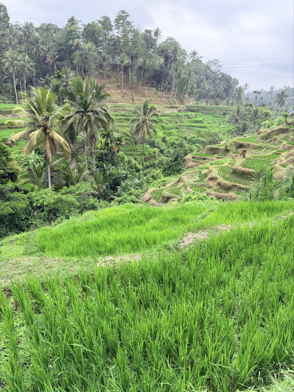 Rice terraces