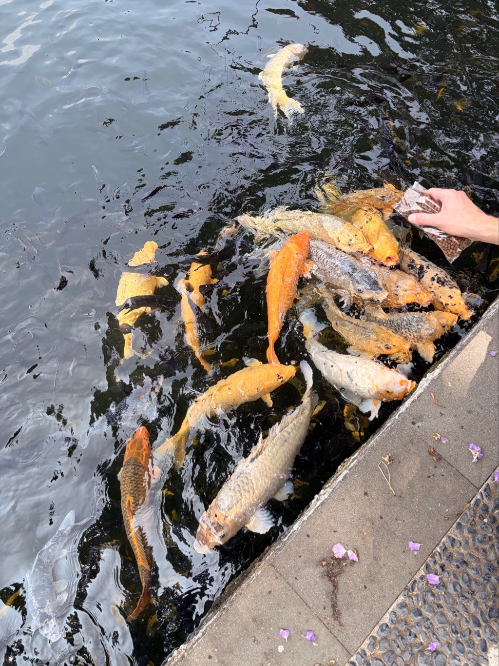 Feeding the koi