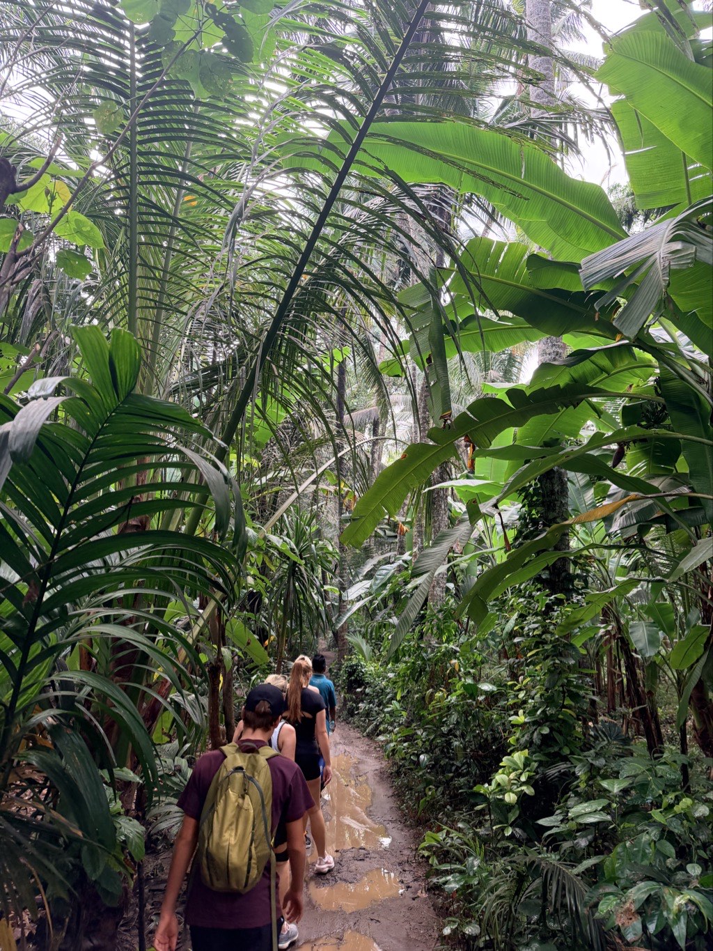 Walking through the forest