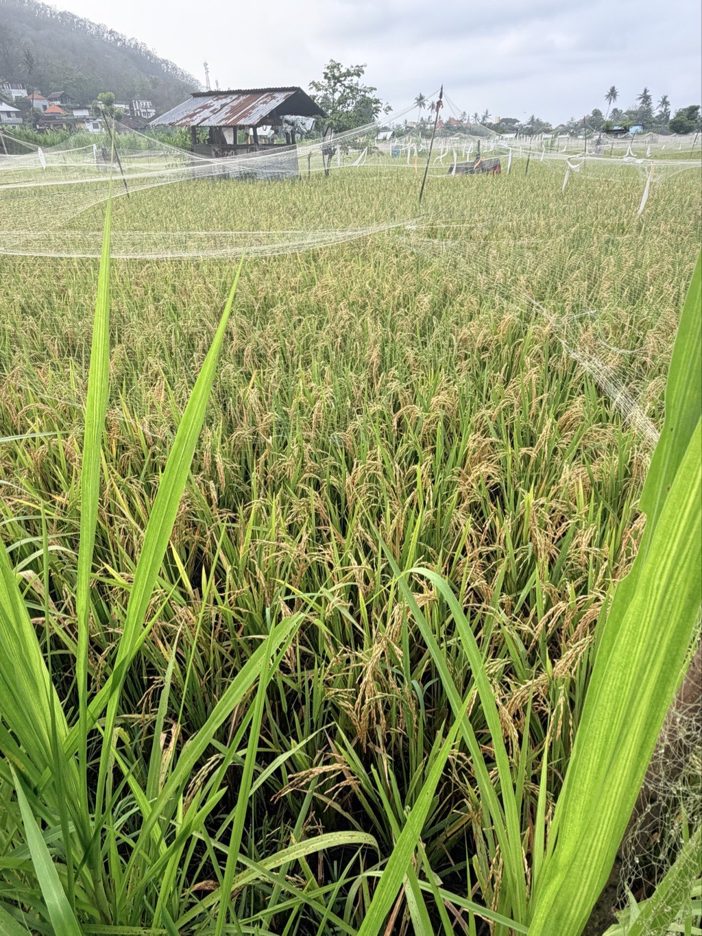 Rice ready for harvest
