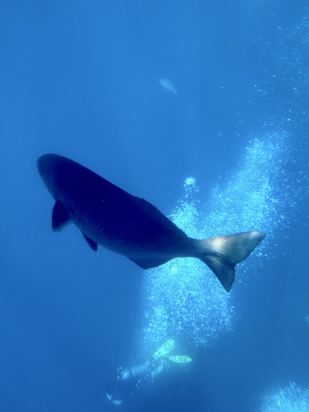 A big fish above the divers