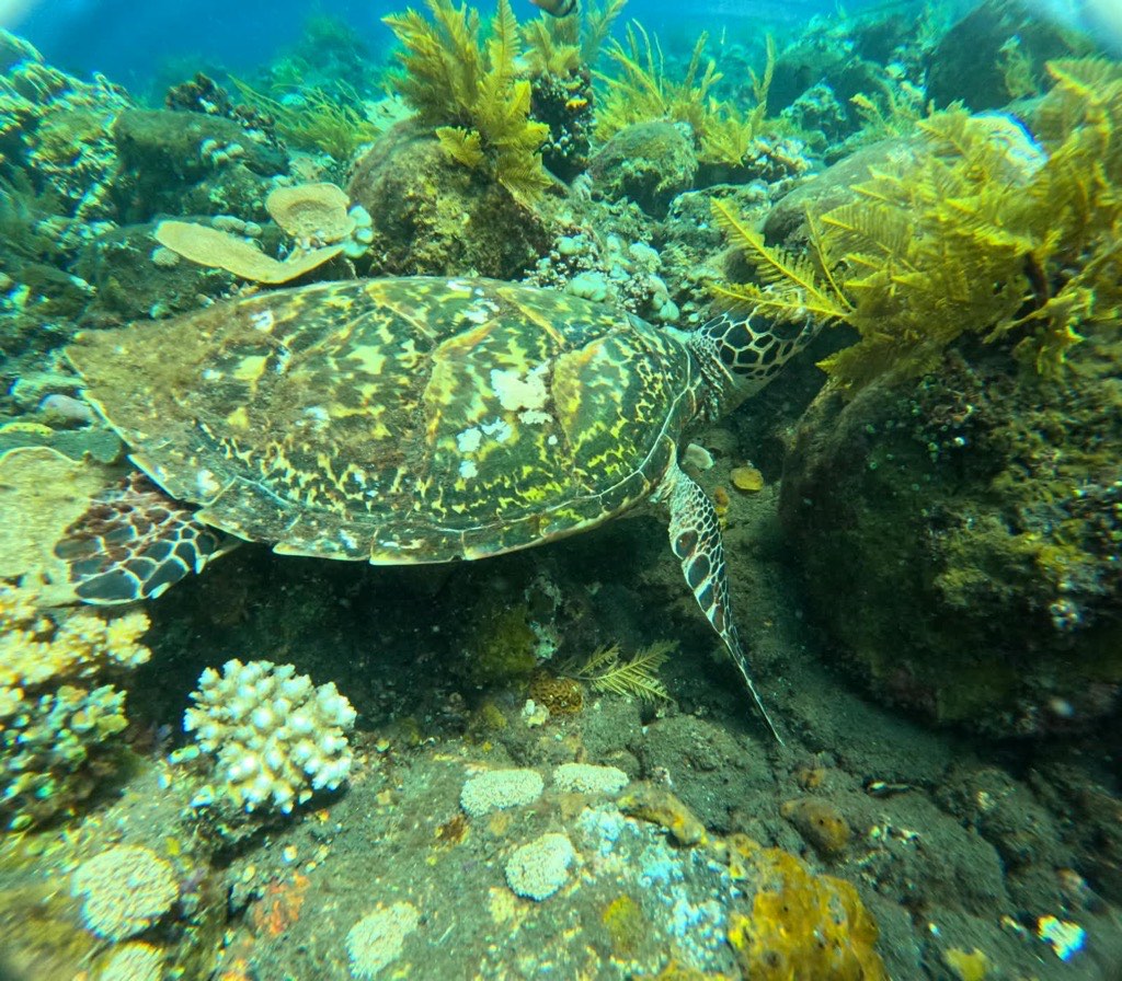 A turtle on the reef