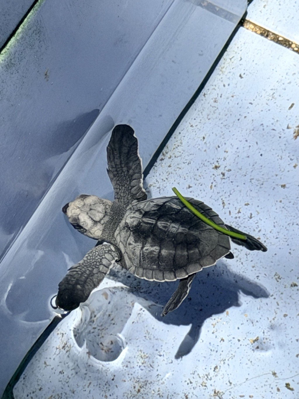 A baby turtle